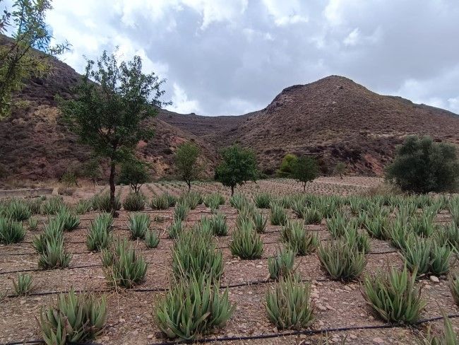 Visita a las espectaculares plantaciones de aloe vera ecológico en Águilas - Aloe vera
