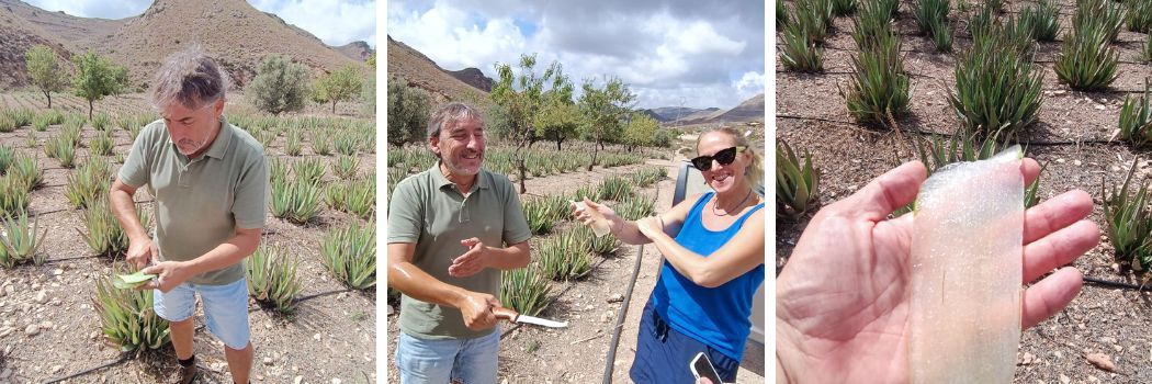 Visita a las espectaculares plantaciones de aloe vera ecológico en Águilas - Jugo de Aloe vera