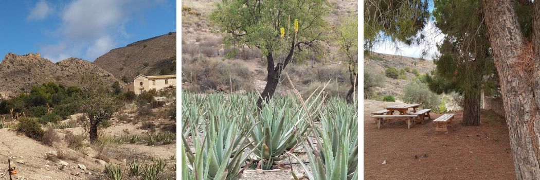 Visita a las espectaculares plantaciones de aloe vera ecológico en Águilas - Lugares
